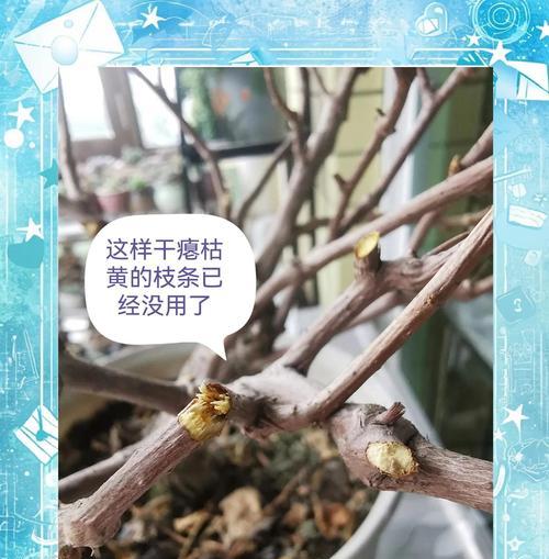 三角梅的养殖方法和注意事项是什么？