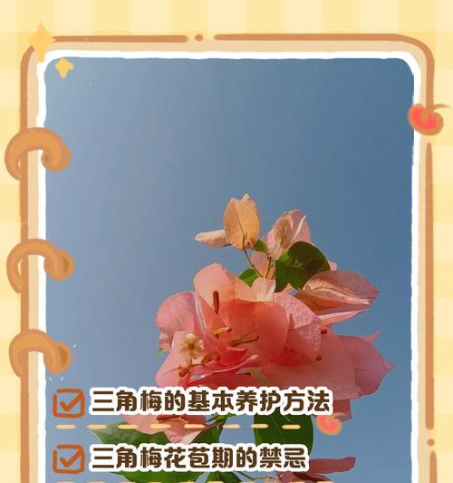 三角梅的养殖方法和注意事项是什么？
