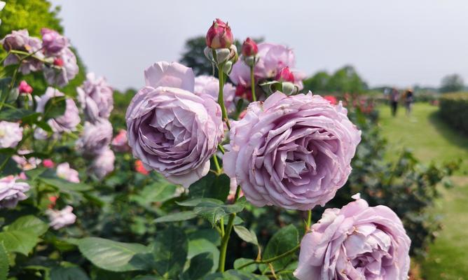 四季分别有哪些代表花卉？如何根据季节选择花卉？
