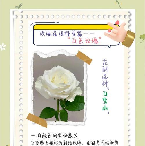 哪种玫瑰代表暗恋的花语？