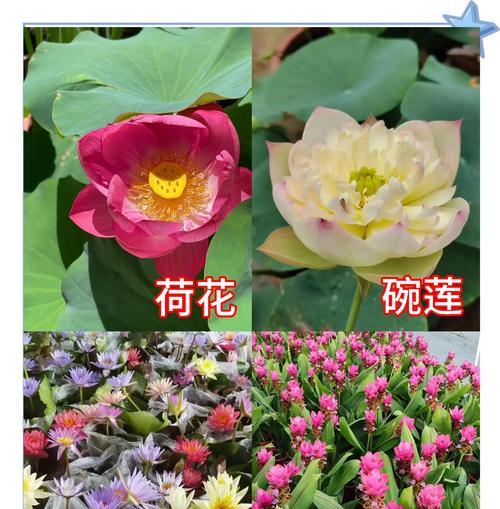 家庭适合养什么植物？如何选择适合的水生植物？