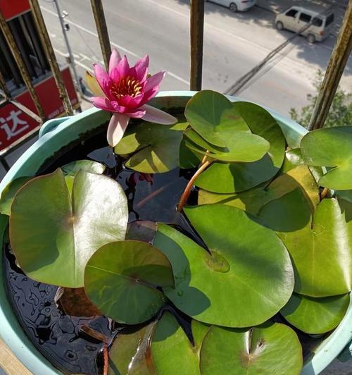 家庭适合养什么植物？如何选择适合的水生植物？
