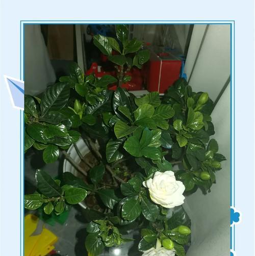 摇钱树象征的花语是什么？吉祥花语有哪些？