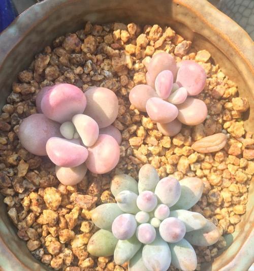 桃之卵养肥的秘诀是什么？