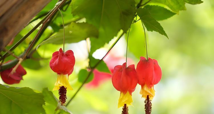 风铃花语是什么意思？风铃花在文化中代表了什么？
