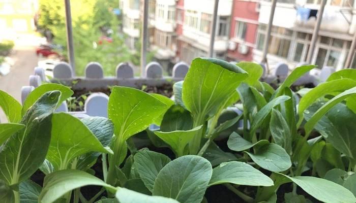 盆栽蔬菜的种植方法是什么？需要注意哪些事项？