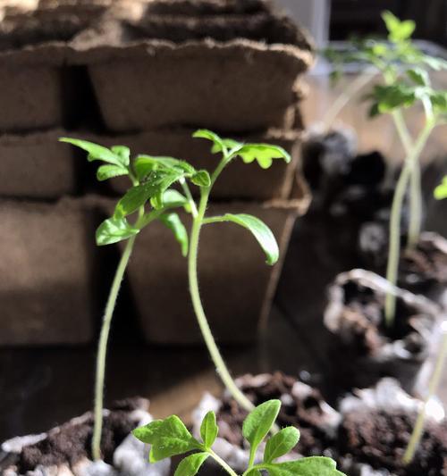 盆栽蔬菜的种植方法是什么？需要注意哪些事项？