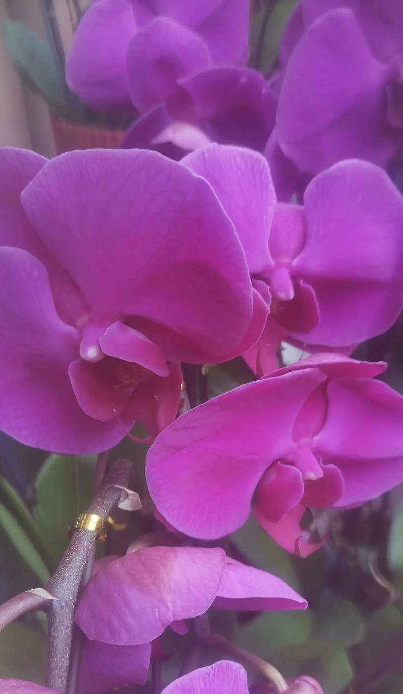 小绿花的花语是什么？它有哪些寓意？