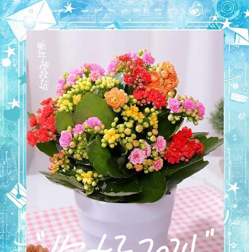 小绿花的花语是什么？它有哪些寓意？
