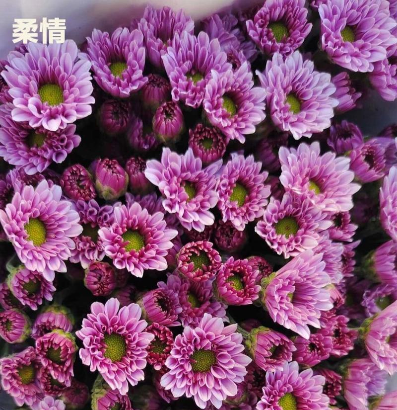 雏菊的种类和养护要点是什么？