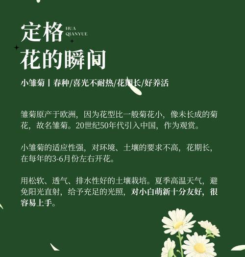 雏菊的种类和养护要点是什么？