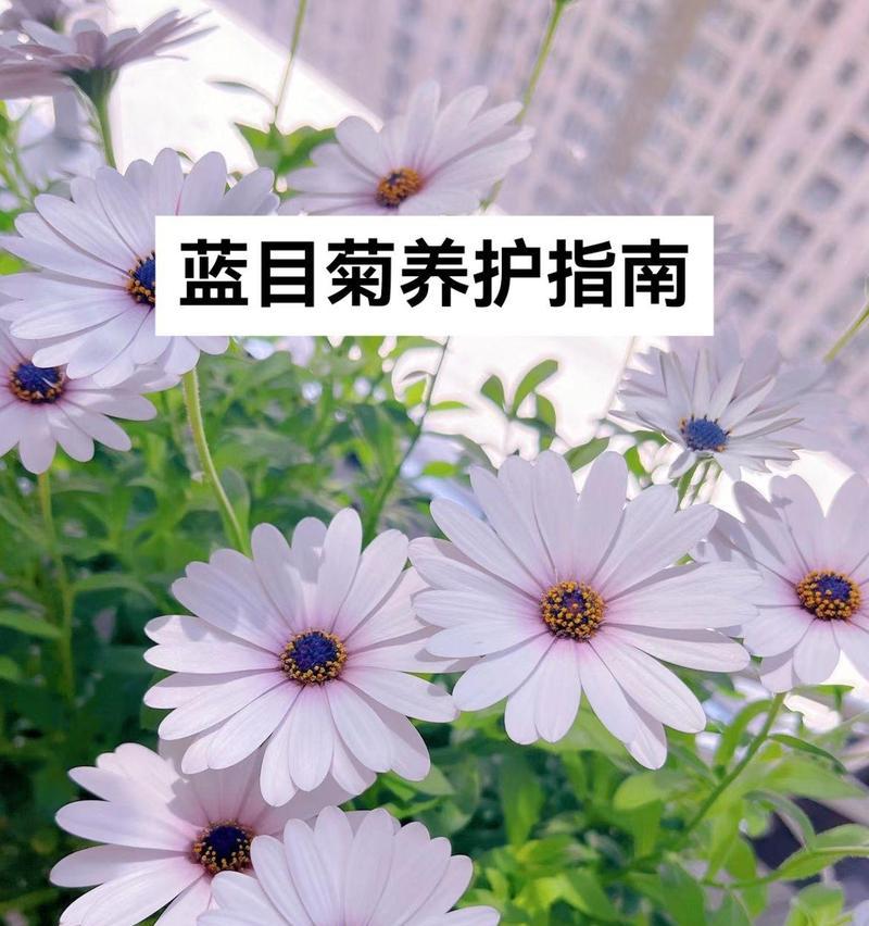 雏菊的种类和养护要点是什么？