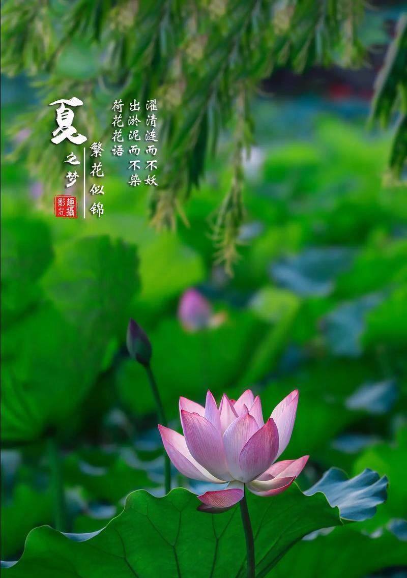 堇夏的花语代表什么含义？