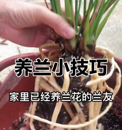 兰花养殖需要注意什么？如何保持兰花健康生长？