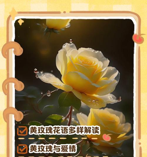 玫瑰兰花的花语和寓意是什么？它在花语中代表什么？