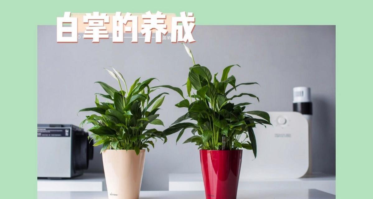 白掌的修剪方法是什么？如何通过修剪促进白掌的健康生长？