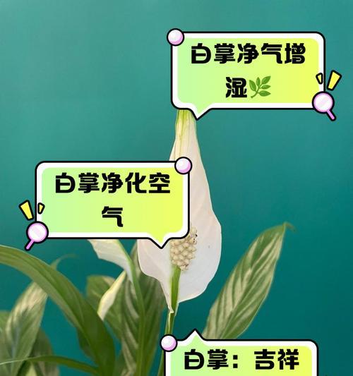 白掌的修剪方法是什么？如何通过修剪促进白掌的健康生长？
