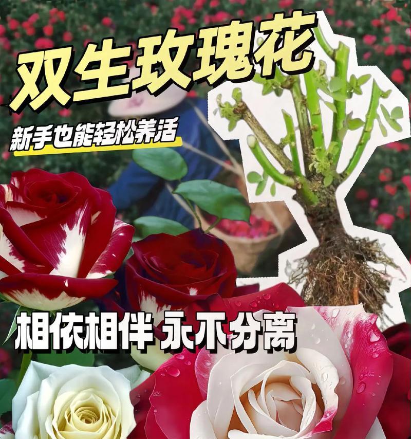 玫瑰兰花的花语和寓意是什么？它在花语中代表什么？