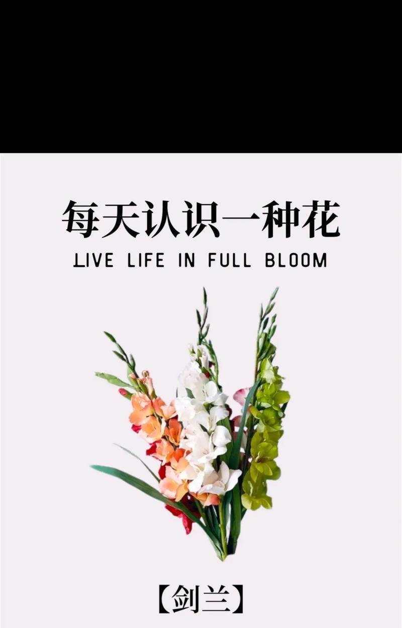 玫瑰兰花的花语和寓意是什么？它在花语中代表什么？