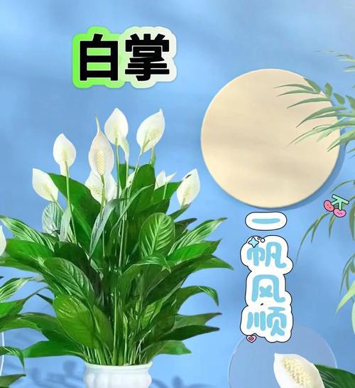白掌的修剪方法是什么？如何通过修剪促进白掌的健康生长？