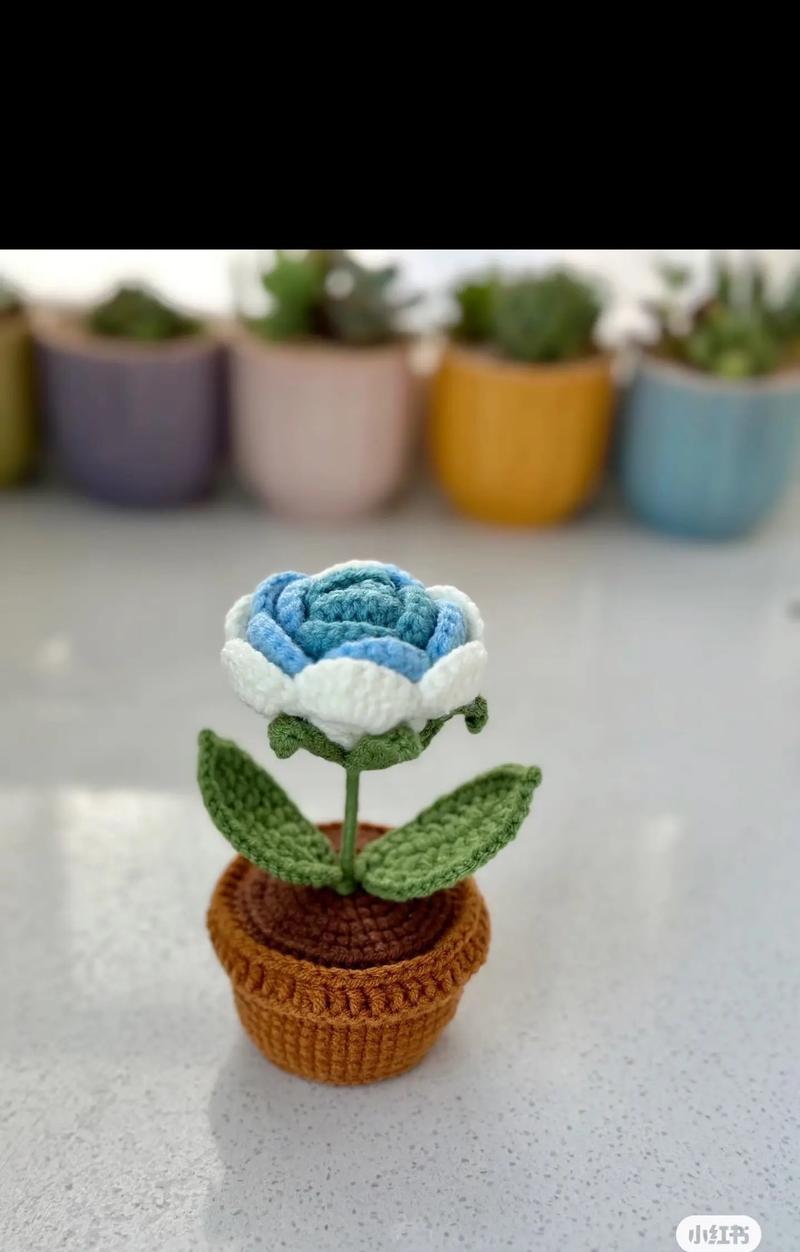 玫瑰盆栽种植需要注意什么？盆栽玫瑰如何管理？