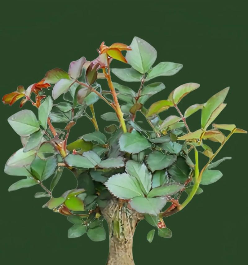 玫瑰盆栽种植需要注意什么？盆栽玫瑰如何管理？
