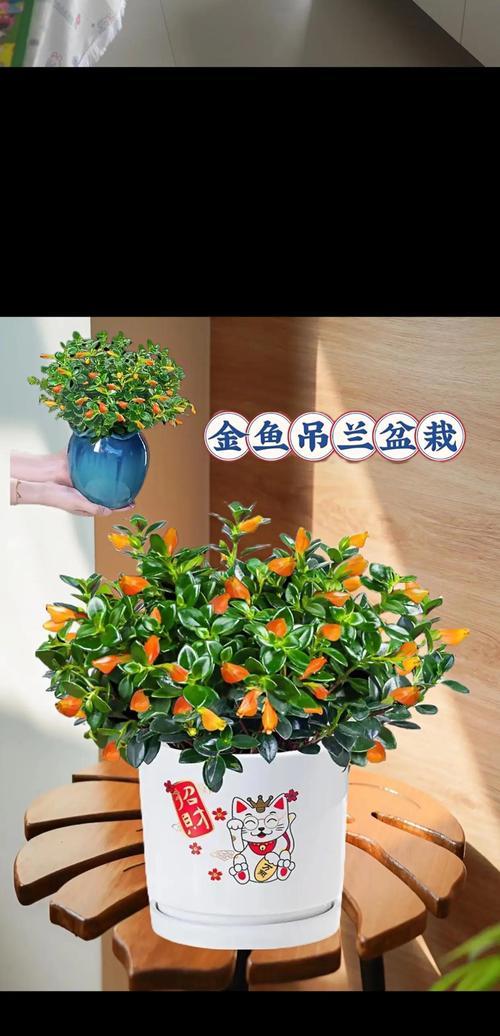 金鱼吊兰不开花的原因是什么？如何促进金鱼吊兰开花？