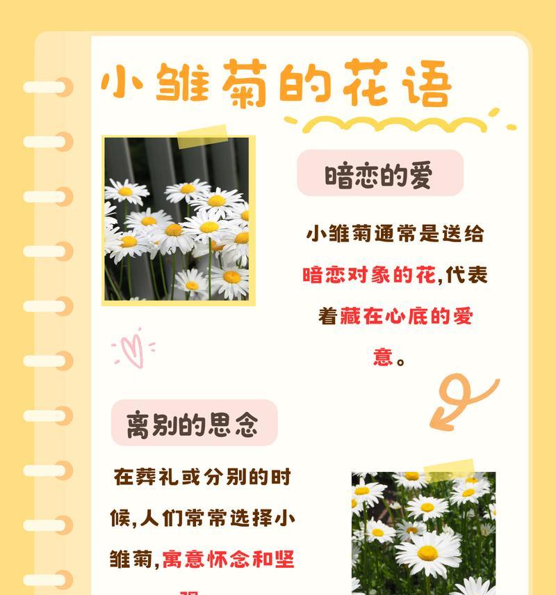 不同颜色雏菊的花语分别是什么？