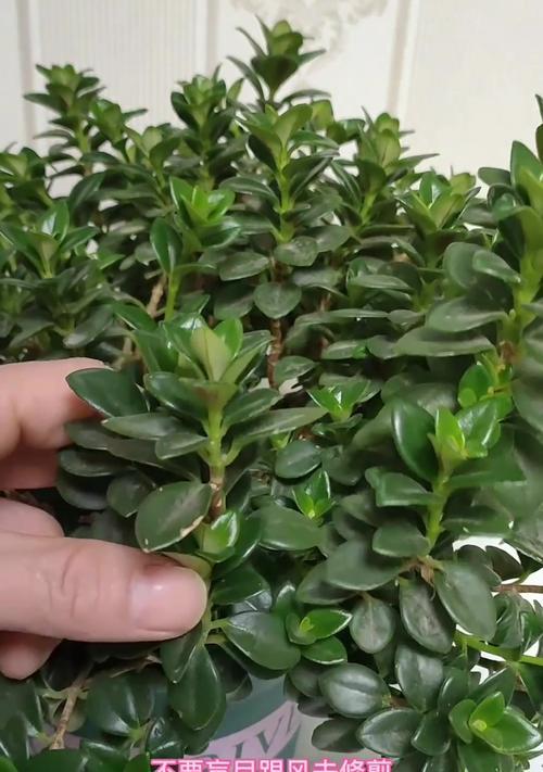 金鱼吊兰不开花的原因是什么？如何促进金鱼吊兰开花？