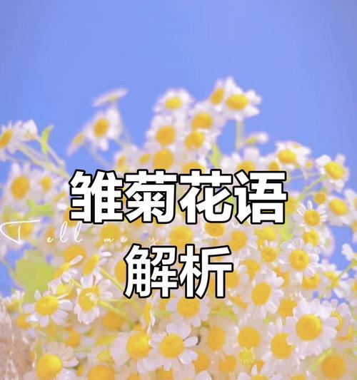 不同颜色雏菊的花语分别是什么？