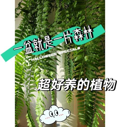 肾蕨属于哪一类植物？肾蕨的生长习性是什么？