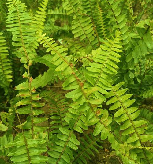 肾蕨属于哪一类植物？肾蕨的生长习性是什么？