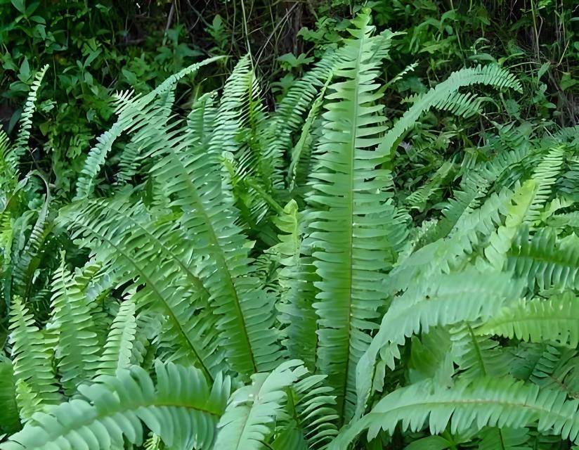 肾蕨属于哪一类植物？肾蕨的生长习性是什么？