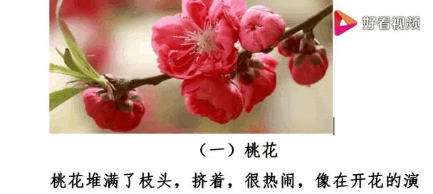 三朵莲花代表的花语是什么？
