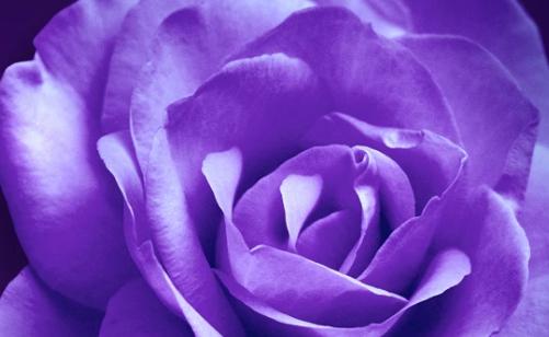 芭乐玫瑰的花语与寓意是什么？暗紫色花束花语及寓意是什么？