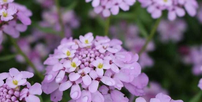 芭乐玫瑰的花语与寓意是什么？暗紫色花束花语及寓意是什么？