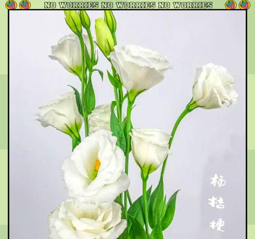 花色桔梗的花语代表什么？