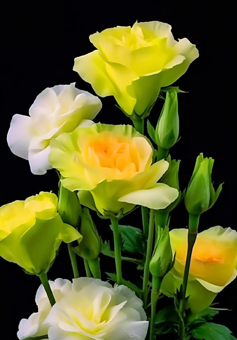 花色桔梗的花语代表什么？