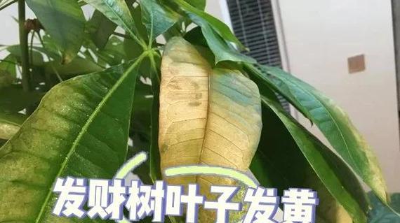 发财树叶子变黄的原因是什么？如何处理？