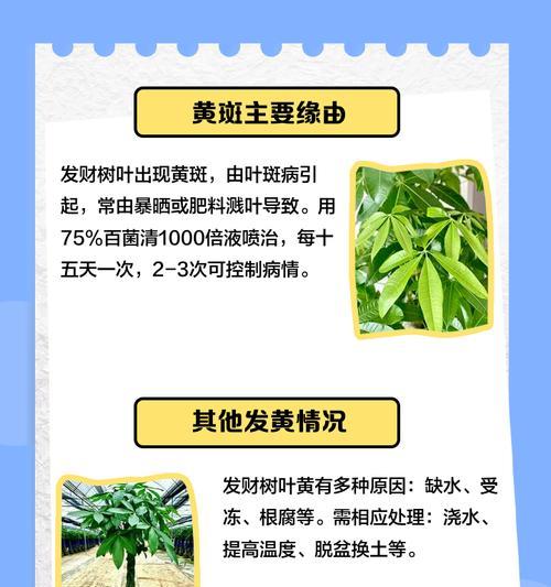 发财树叶子变黄的原因是什么？如何处理？