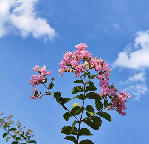 哪种花的花语是祝福好运？