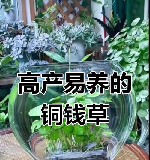 铜钱草茂盛生长的秘诀是什么？