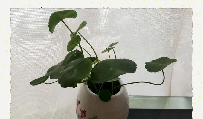 铜钱草茂盛生长的秘诀是什么？