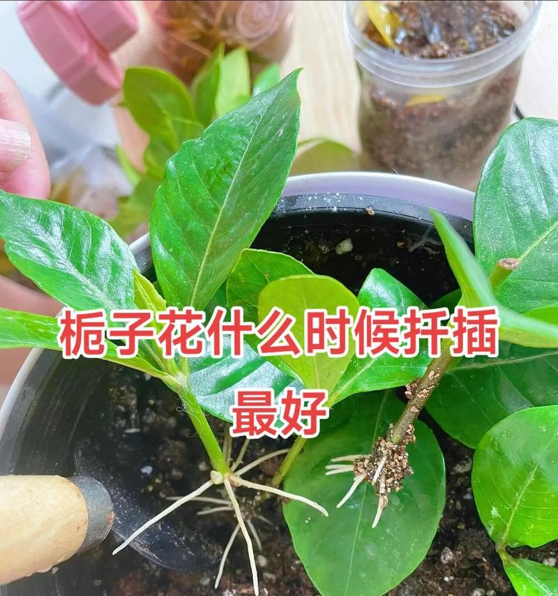 枙子花修剪的最佳时机是什么时候？修剪后如何护理？