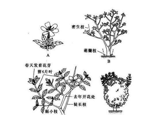 枙子花修剪的最佳时机是什么时候？修剪后如何护理？