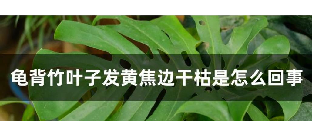 龟背竹黄叶如何处理？怎样才能恢复其健康？