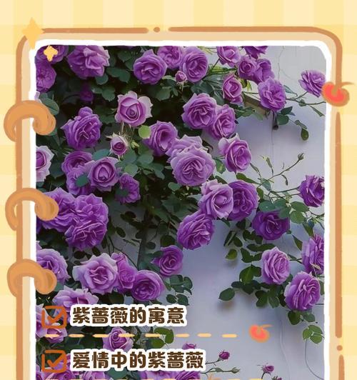 粉红蔷薇花语代表什么？传递何种情感？