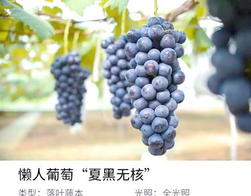 葡萄盆栽结果的最佳数量是多少？如何控制产量？
