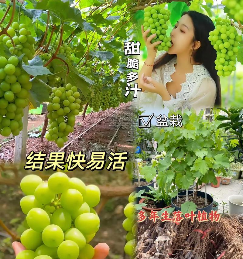 葡萄盆栽结果的最佳数量是多少？如何控制产量？