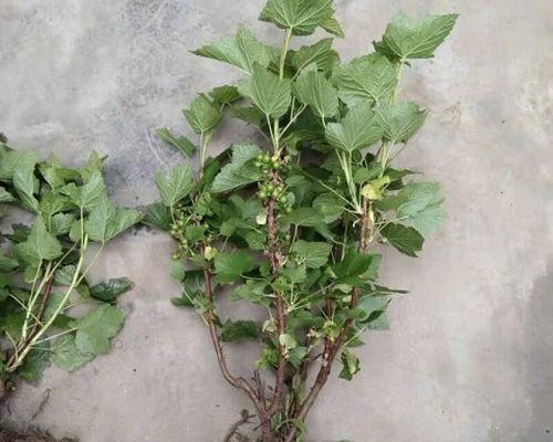 葡萄盆栽结果的最佳数量是多少？如何控制产量？